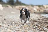 CAVALIER KING CHARLES 198